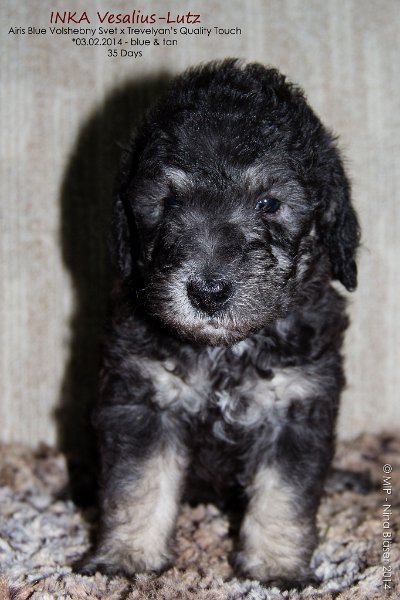 2014-03-09 Welpen Svet & Ruby-7894-Name.jpg